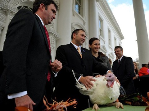Đây là lần thứ 64 Nhà Trắng tổ chức lễ ân xá, tức lễ miễn làm thịt cho gà tây. Lễ này bắt nguồn từ thời cựu tổng thống Harry Truman năm 1947. Ảnh: AFP